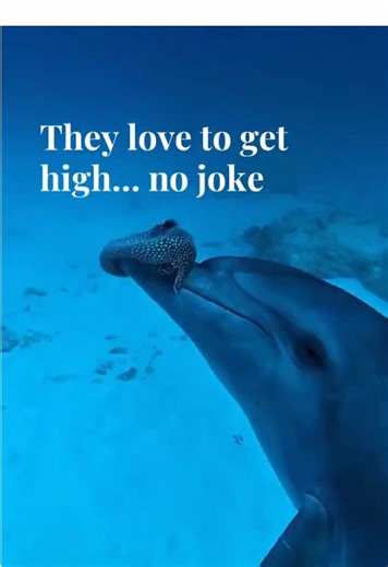 They like getting high 😳 Dolphins have been observed gently interacting with pufferfish, which release a toxin that can affect their behavior in small doses 🐬 They pass the fish between each other and appear to enter a trance-like state afterward. Scientists believe they may be seeking a mild narcotic effect. One of the strangest behaviors ever seen in the ocean. For more facts follow Feravox.app 🌍🔥 🎥: @zanzibar_mermaid #Dolphin #OceanFacts #NatureIsWild #WildlifeFacts #AnimalFacts