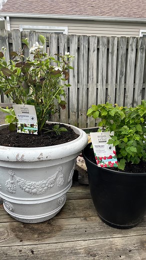 #planting #blackberry #raspberry #garden #gardening #gardenersofinstagram #howto | Sarah Seed To Stem