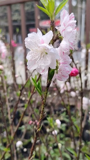 Flowering Peach for Sale at Budhathoki Nursery