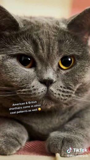 Exploring Grey Cat Breeds and Characteristics