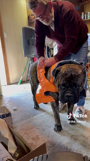 Dog Clothes for Bull Mastiffs: Tailored Fit and Comfort