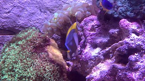 2K views · 145 reactions | Powder Blue Tang (Acanthurus leucosternon) is a marine tropical fish belonging to the family Acanthuridae, or surgeonfishes. Its common names are powder blue tang and powderblue surgeonfish. Powder Blue Tang is found in tropical waters from the Indian Ocean. The species inhabits shallow and clear coastal waters always associated with a reef. It prefers flat top reefs and areas along seaward slopes. | Cobalt Aquatics | Facebook