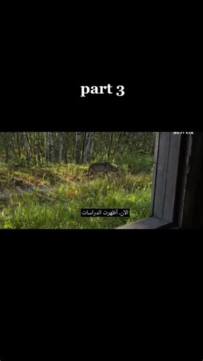 The Resilience of Chernobyl's Wildlife: A Documentary Journey