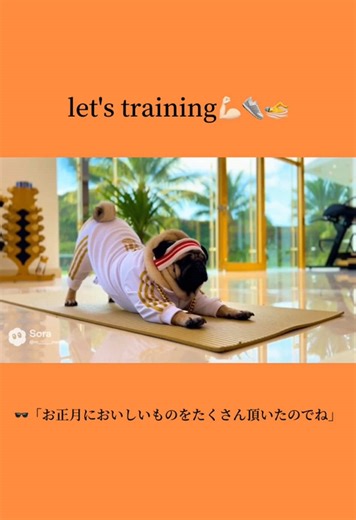 Effective Training Tips for Pugs and Active Dogs