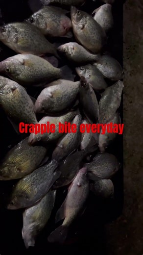 Post cold front morning crappie smash fest !!