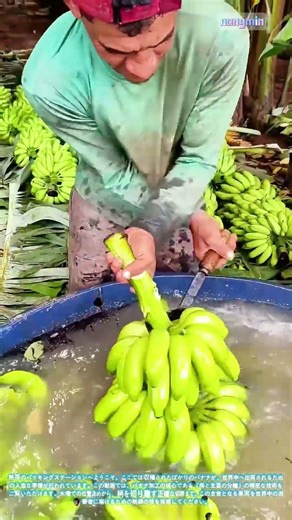 収穫から手元へ：市場向けバナナ房と茎の分離作業