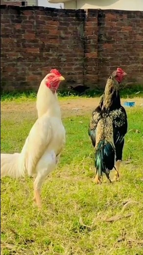 murga fighting white and Java fighting