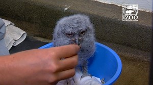 196K views · 9.3K reactions | Look hoooo it is. We have two 3-week-old Eastern screech owlets in the Animal Ambassador Center in the Children's Zoo. Stop by and see them on your next visit! | Cincinnati Zoo & Botanical Garden | Facebook