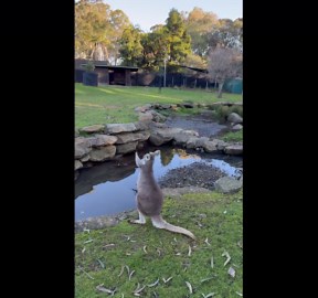 Dancing Kangaroo