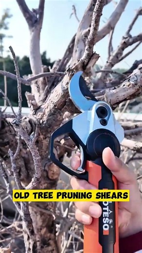 Old Tree Pruning Shears for Maximum Growth 🌳✂️ | Smart Cutting Techniques#pruning #stysifiying