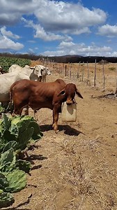 768K views · 8.6K reactions | Vcs sabem pra que serve ? | Rancho toca do indio | Facebook