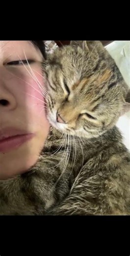 Cat's Intimacy Powerhouse: Witness the Unstoppable Attraction