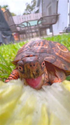 TURTLE CHOMPING LETTUCE!🥬 🐢#boxturtle #turtle #turtles #reptiles #animal #animals #asmr #fyp