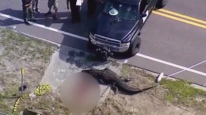 Human remains found inside a 13-foot alligator in Florida