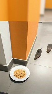 Im Flur rennen keine Ratten mehr 🚫🐀 | Schlaue Tricks