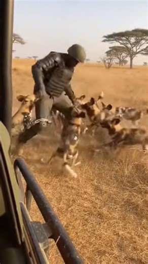 Hyena group attack on man in jungle encounter