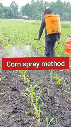 Corn Spray Method – Best Technique for Healthy and High Yield Maize 🌽| #shorts