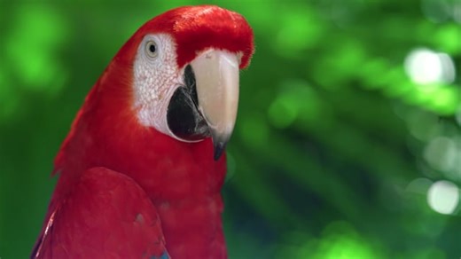 Parrot, Bird, Macaw. Free Stock Video