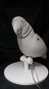 Tiki Bird Demonstration