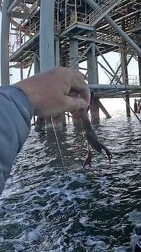 I Tossed a LIVE CRAWFISH at an Offshore Oil Rig and THIS HAPPENED!!
