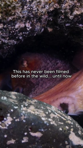 Male octopuses have a unique mating arm. 🐙 New episodes of The Americas – watch NBC on Peacock TV. | NBC