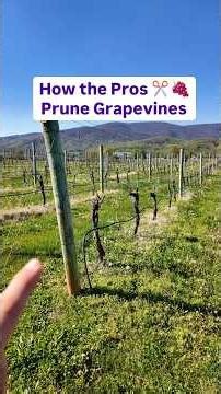 How the Pros Prune Grapevines #grape #pruning #orchard #growyourownfood