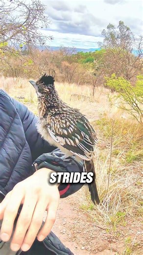 Why Roadrunners Rarely Fly? #shorts #facts