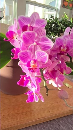 Phal. Sogo Vivien in Full Bloom! #phalaenopsis #orchids #bloomorchids #plants