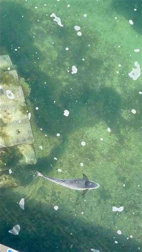 IMAGINE You SEE This RIGHT OUTSIDE your OCEAN HOTEL DREAM ROOM! #Shorts