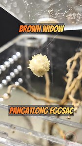 1.4M views · 7.7K reactions | Brown Widow's 3rd eggsac 辰 Amacana accla 藍 #brownwidow #blackwidow #insects #arachnid #exoticbeasts #exobeasts #spoods #spoodph #spiders #jumpingspider #viralpage #fbreels #reelsfb2024 #fypシ #foryoureels #foryourpage #foryoupage #short #PCF #reptitools #petscocofriend #feeding #animals #pets #exotickeepers #gagamba #vivarium #trendingreelsvideo #trendingnow #trendingreels | Exotic Beasts | Facebook