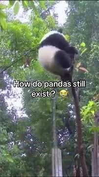 🐼 Panda Funny Compilation 😂 | Hilarious Panda Fails & Cute Moments!