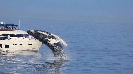 It's whale watching season in Boston. Here's how to go on one of the voyages
