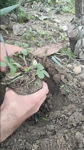 Transplanting Strawberry Plants 🍓🌱