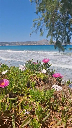 18K views · 950 reactions | Kalimera from Kalyves! | Crete My Second Home | Facebook