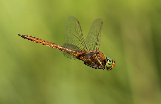Dragonfly Week - British Dragonfly Society