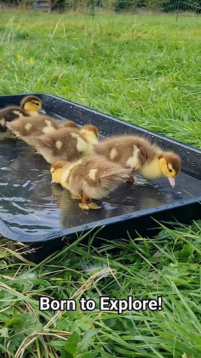 💛First Walk: A Muscovy Mother's Masterclass in Raising Resilient Ducklings💛 There’s something profoundly moving about watching Muscovy ducklings take their very first walk with their mum. Just hours or a day after hatching, once their down has dried and their little legs are strong enough to lift their bodies, they’re ready to face the world — eyes wide open, already walking, even snapping at midges for their first big meal. Unlike many bird species whose chicks hatch blind, helpless, and enti