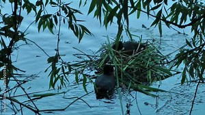 Coot building the nest (Adda river, Italy)