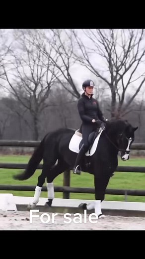 #fyp #foryoupage #horses #forsale #horse #ponies #dressage #welshpony