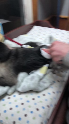 Sister Deyenna changing Zekes diaper🐒❤️ #foryou #monkey #sister #fypシ゚ #monkeylife #vibes #monkeysoftiktok