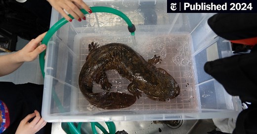 A Tale of Two Nearly Extinct Giant Salamanders