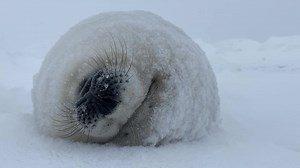 En attendant la glace et les phoques ! Petit d'une douzaine de jours après avoir eu sa tété de lait à 42% de gras dort à nageoire fermé. On l'entend ronfler. | Mario Cyr - Page officielle