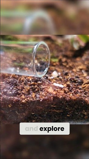 Ant Colony in Vivarium - A Fascinating Observation