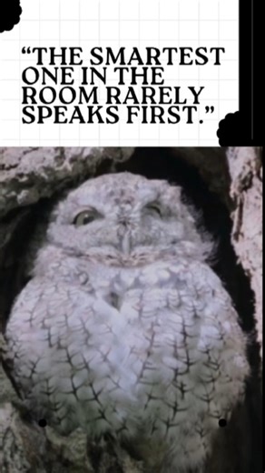 The Owl — Wisdom Doesn’t Shout #motivation #sigmarule #quotes