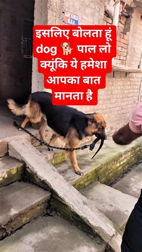 "इसलिए बोलता हूं dog 🐕 पाल लो क्यूंकि ये हमेशा आपका बात मानता है" #germanshepheard