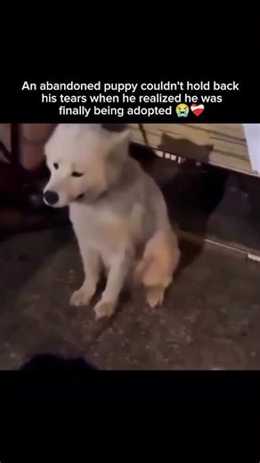 An abandoned puppy couldn't hold back his tears when he realized he was finally being adopted 😭❤️‍🩹