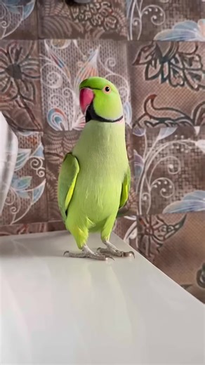 Stunning Parrots Captured in Beautiful Moments