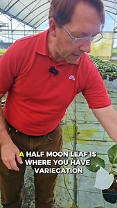 Quick variegation patterns 101 from the White Knight fields 🌱 Note there are many more pattern types (including marbled, speckled, border/marginal, etc.) but for beginners in the planty journey, being able to identify the moon patterns is a strong start! 🌛 | Costa Farms