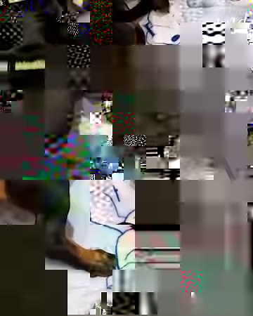 509K views · 32K reactions | 9 dachshund puppies are here to brighten up your day! ❤️ | MetDaan Animals | Facebook