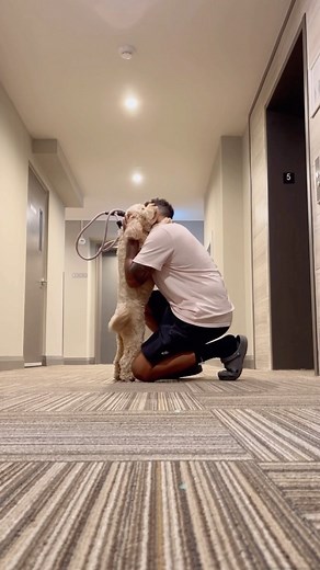 Luna The Mini Cockapoo on Instagram: "The purest soul 😭❤️ #puppylove #minicockapoo"