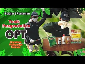 Teknik pengendalian OPT (Organisme Pengganggu Tanaman) | Belajar Pertanian